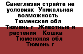 Синеглазая страйта на условиях. Уникальная возможность - Тюменская обл., Тюмень г. Животные и растения » Кошки   . Тюменская обл.,Тюмень г.